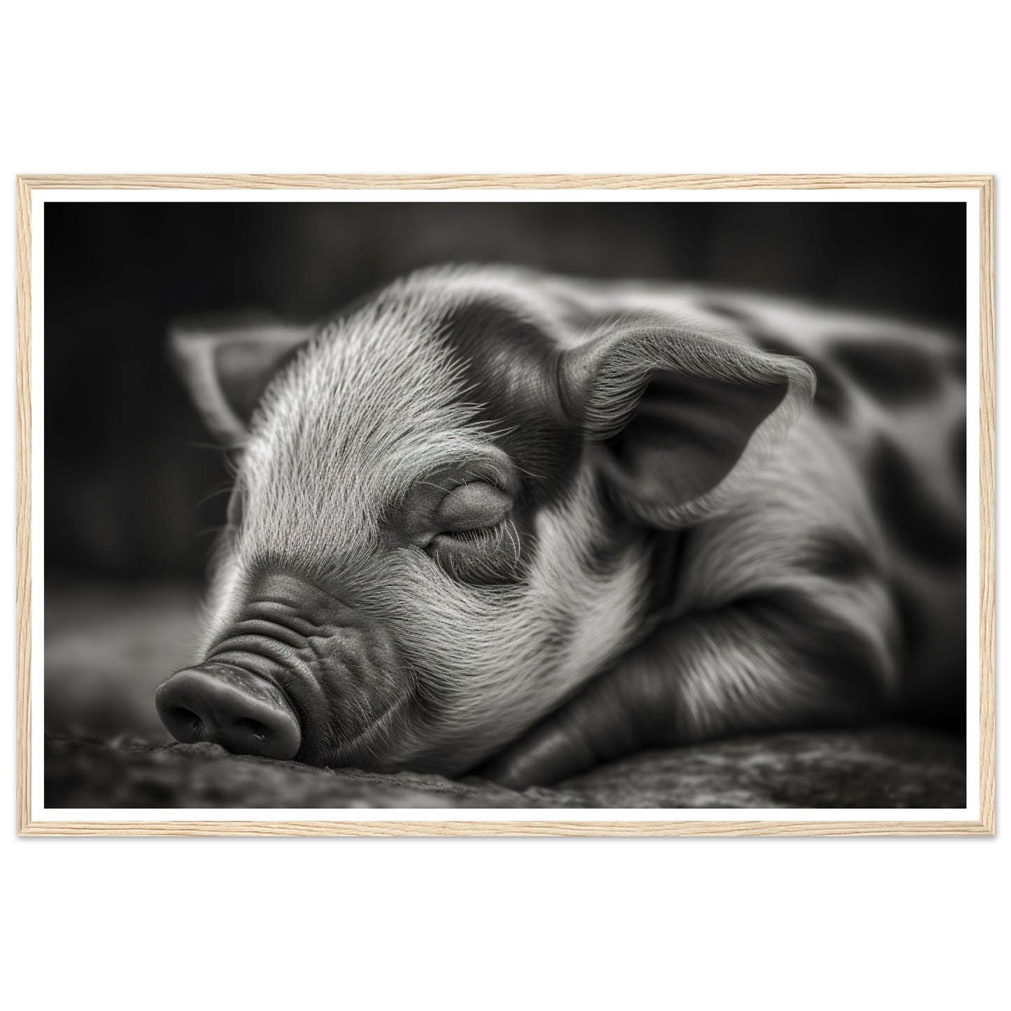 Black and White Sleeping Piglet Photograph Wall Art Print