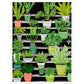 Vibrant Contrasting Potted House Plants Wall Art Print