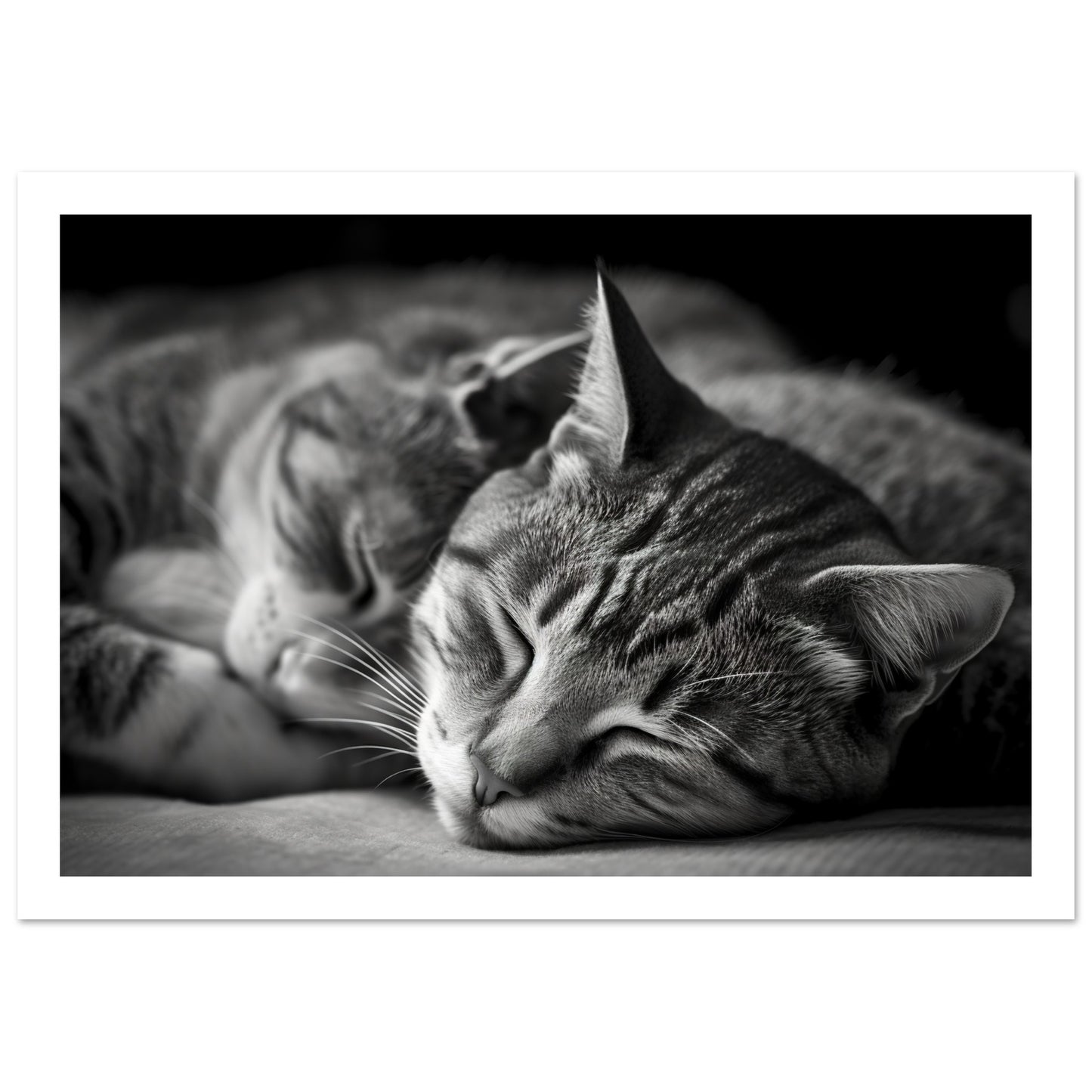 Tranquil Duo - Sleeping Cats Photograph Wall Art Print