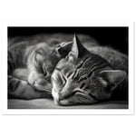 Load image into Gallery viewer, Tranquil Duo - Sleeping Cats Photograph Wall Art Print