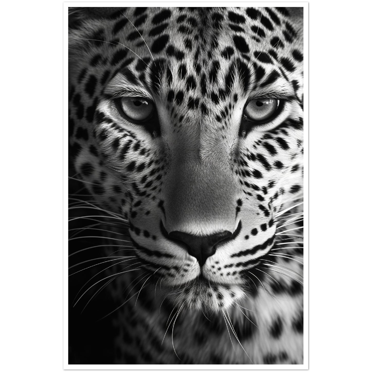 Leopard's Gaze Photograph Wall Art Print