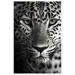 Load image into Gallery viewer, Leopard&#39;s Gaze Photograph Wall Art Print
