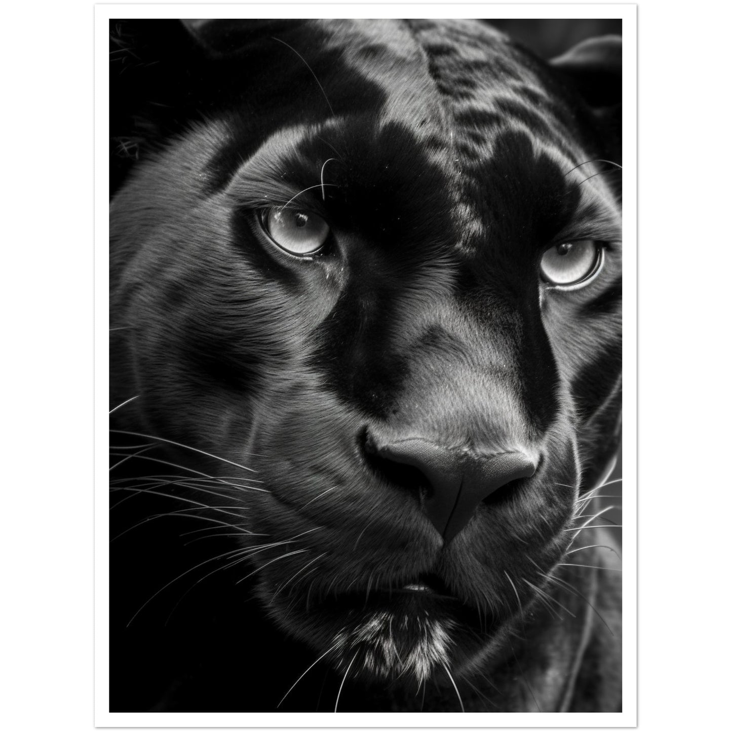 Panther's Gaze Photograph Wall Art Print