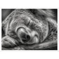 Close-Up of Sleeping Koala Photograph Wall Art Print