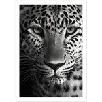 Load image into Gallery viewer, Leopard&#39;s Gaze Photograph Wall Art Print
