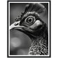 Peacock Perfection Photograph Wall Art Print