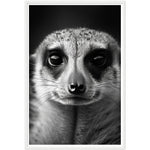 Load image into Gallery viewer, Meerkat Majesty Photograph Wall Art Print