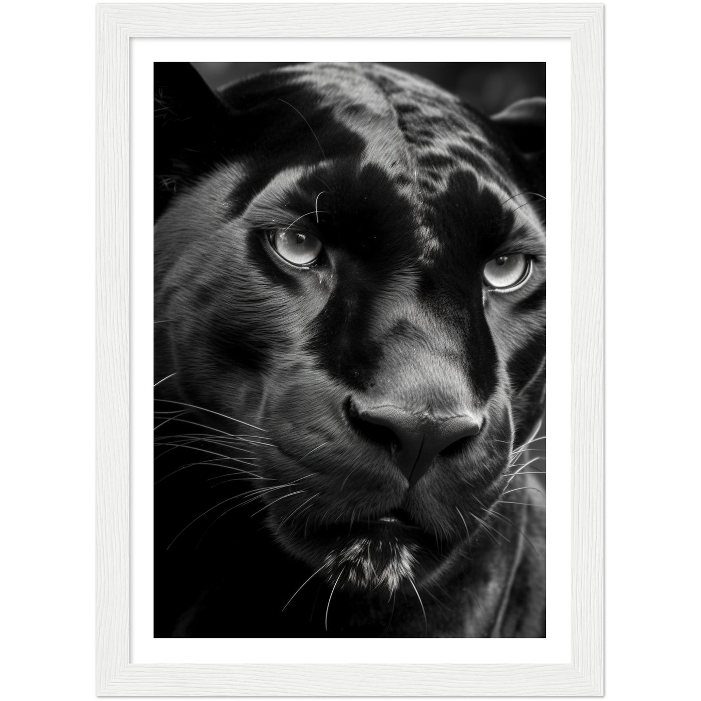 Panther's Gaze Photograph Wall Art Print