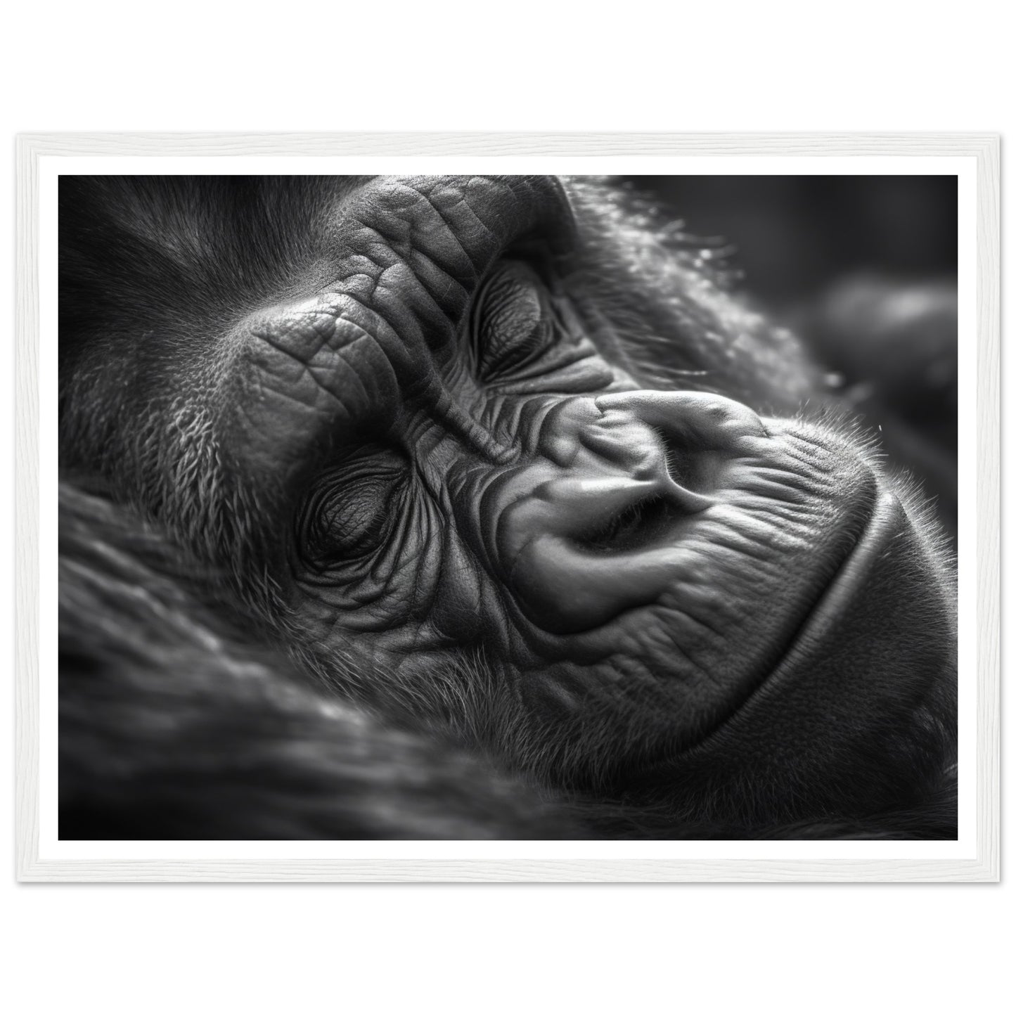 Close-Up of Sleeping Gorilla Photograph Wall Art Print