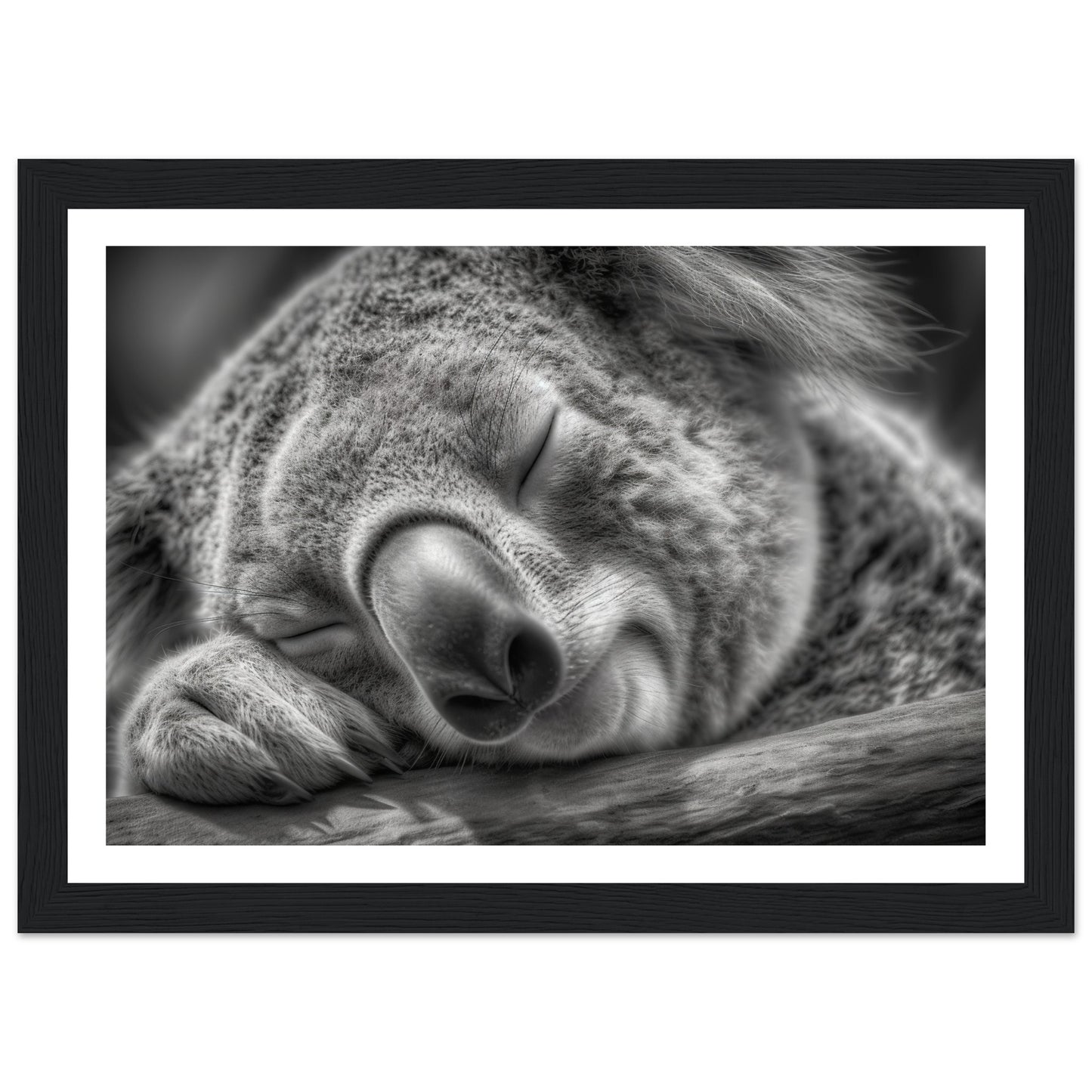 Close-Up of Sleeping Koala Photograph Wall Art Print