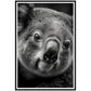 Koala's Close-Up Photograph Wall Art Print