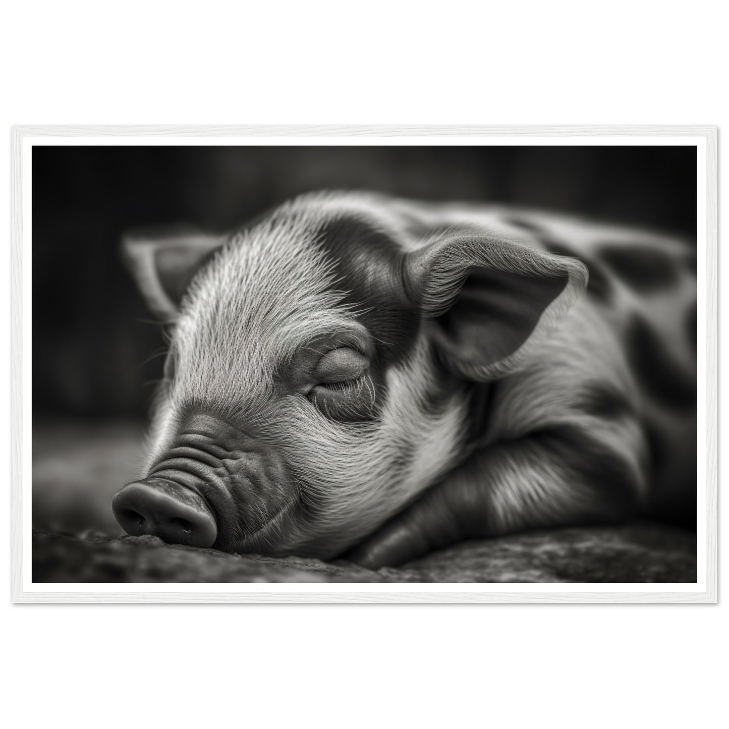 Black and White Sleeping Piglet Photograph Wall Art Print