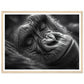 Close-Up of Sleeping Gorilla Photograph Wall Art Print