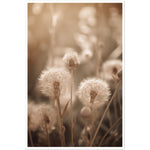 Load image into Gallery viewer, Hazy Dandelion Dreams Close-Up Photograph Wall Art Print