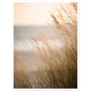 Hazy Beach Grass Close-Up Photograph Wall Art Print