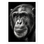 Load image into Gallery viewer, Chimp&#39;s Intense Gaze Photograph Wall Art Print