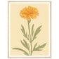 Marigold Flower Pastel Petals Wall Art Print