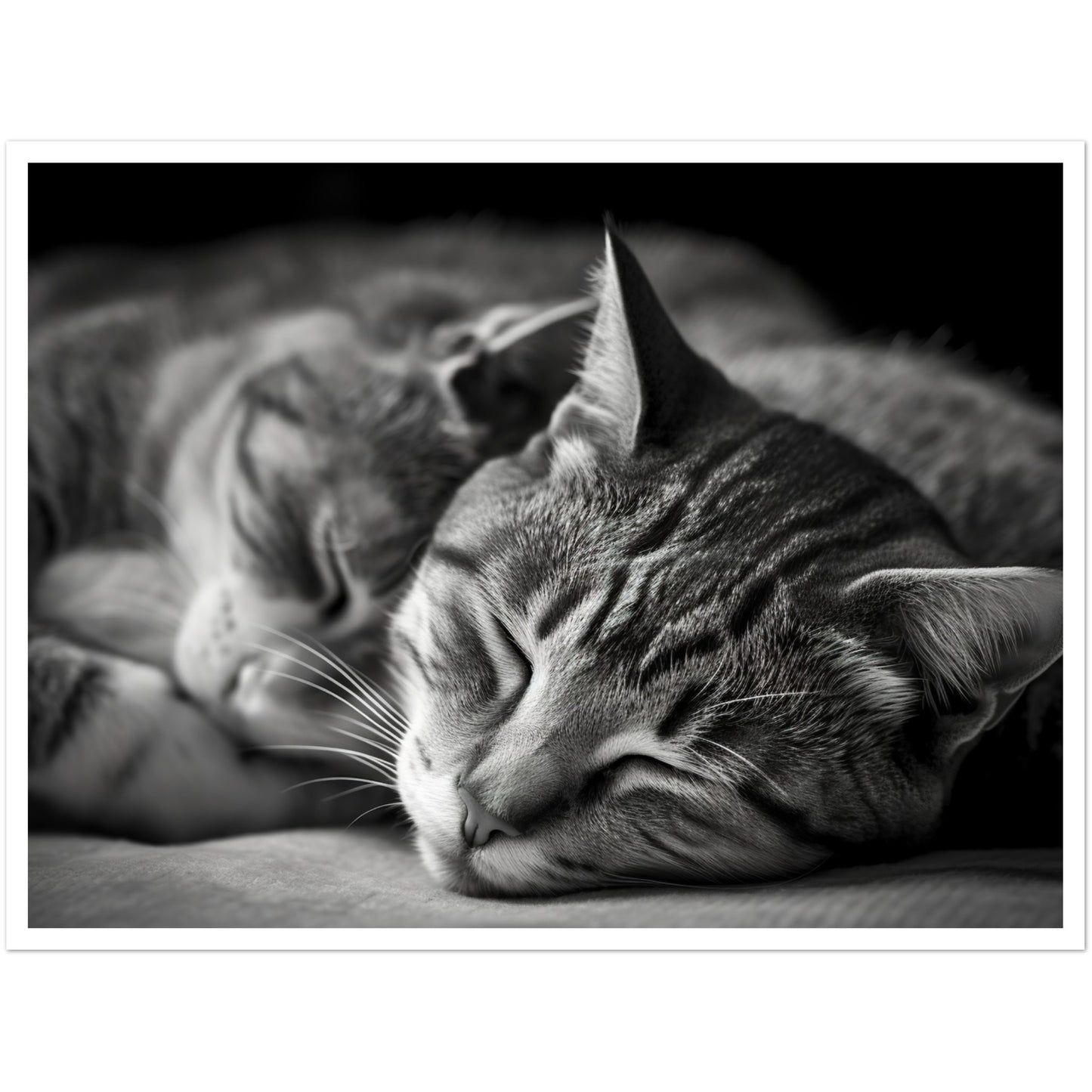 Tranquil Duo - Sleeping Cats Photograph Wall Art Print