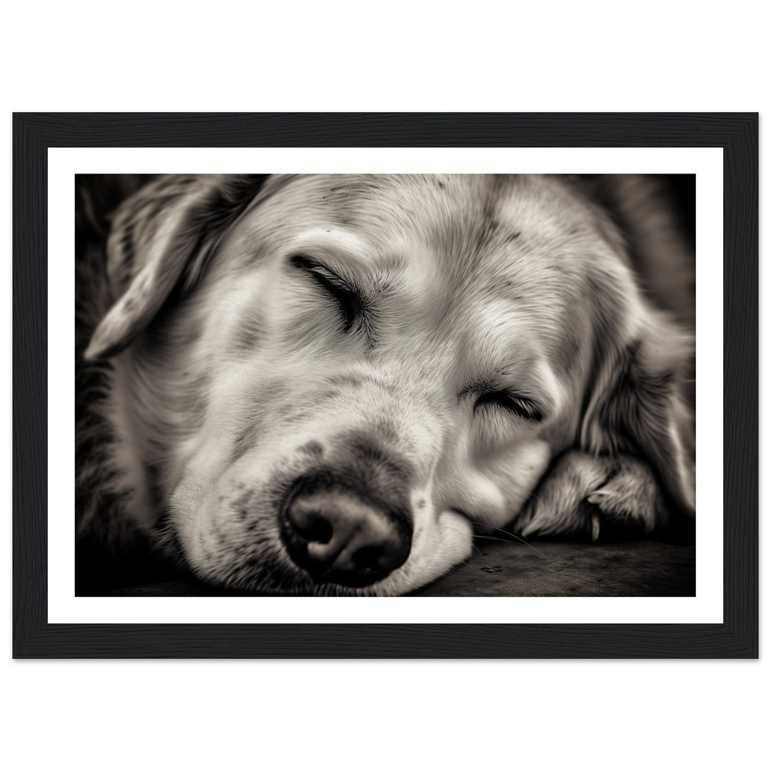 Peaceful Slumber Close-Up of Sleeping Dog Photograph Wall Art Print