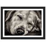 Load image into Gallery viewer, Peaceful Slumber Close-Up of Sleeping Dog Photograph Wall Art Print
