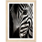 Close-up Zebra Photograph Wall Art Print