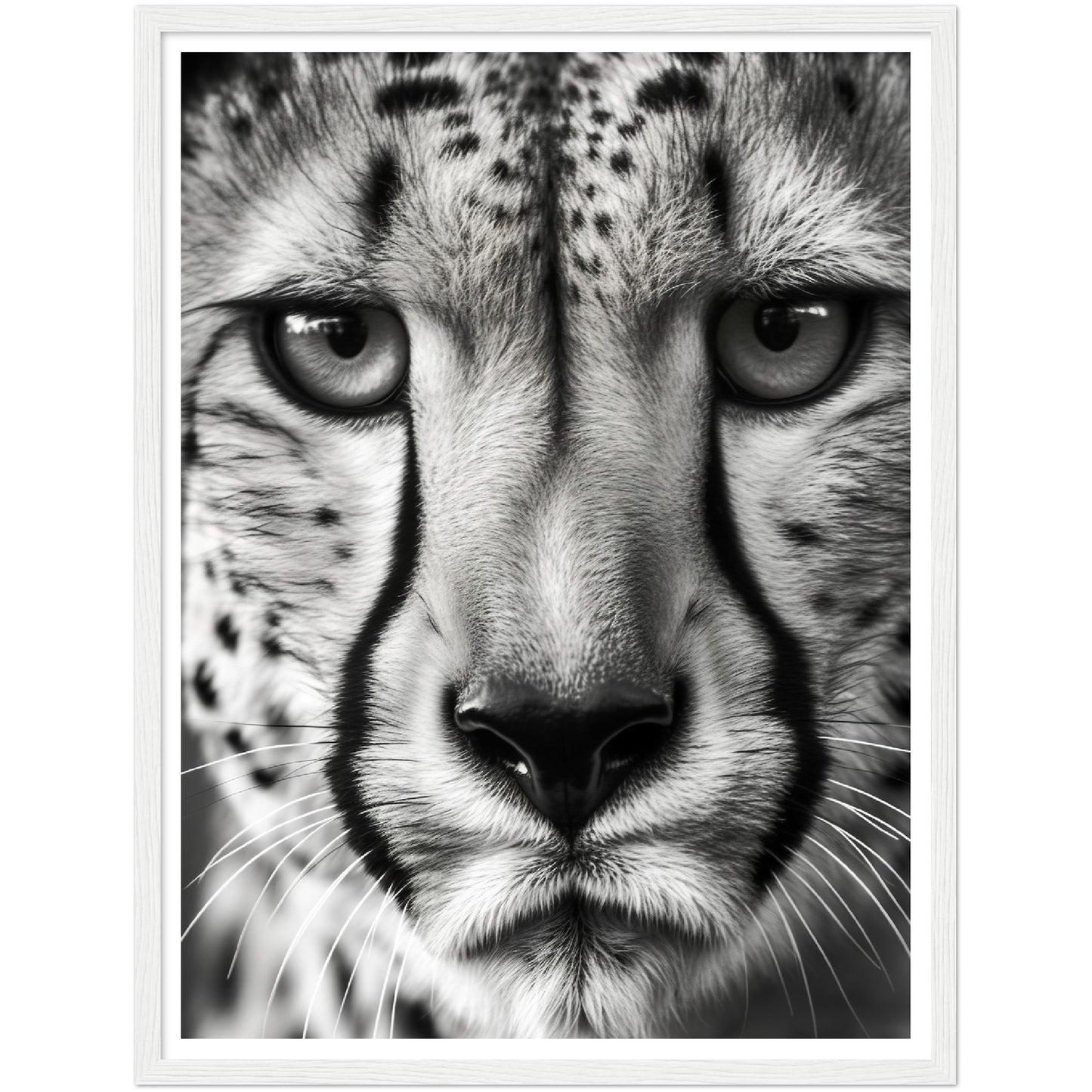 Cheetah's Gaze Photograph Wall Art Print