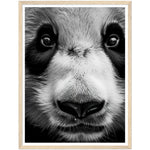 Load image into Gallery viewer, Panda Pose Perfection Photograph Wall Art Print
