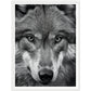 Wild Gaze: Wolf Photograph Wall Art Print