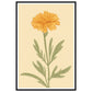 Marigold Flower Pastel Petals Wall Art Print