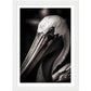 Close-up Pelican Photograph Wall Art Print