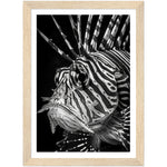 Load image into Gallery viewer, Regal Fins: Lionfish Close-Up