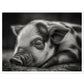 Black and White Sleeping Piglet Photograph Wall Art Print