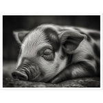 Load image into Gallery viewer, Black and White Sleeping Piglet Photograph Wall Art Print
