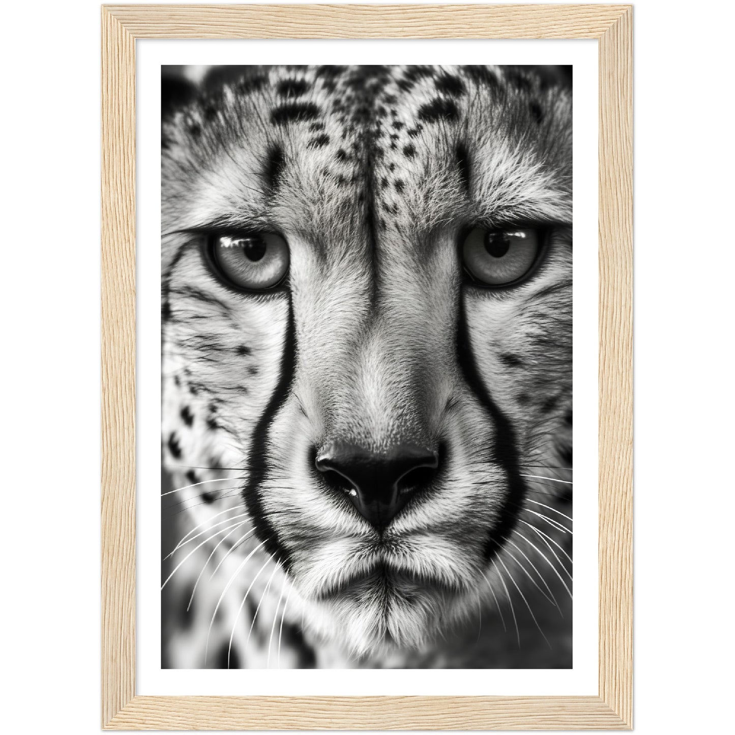 Cheetah's Gaze Photograph Wall Art Print