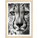Load image into Gallery viewer, Cheetah&#39;s Gaze Photograph Wall Art Print