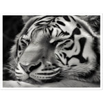 Load image into Gallery viewer, Serene Sleeping Tiger