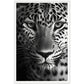 Leopard's Gaze Photograph Wall Art Print