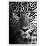 Load image into Gallery viewer, Leopard&#39;s Gaze Photograph Wall Art Print