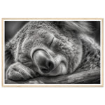 Load image into Gallery viewer, Close-Up of Sleeping Koala Photograph Wall Art Print