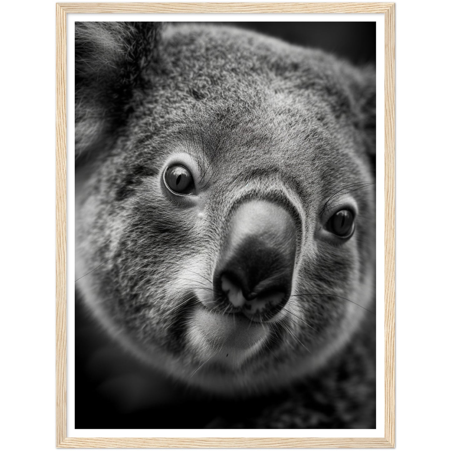 Koala's Close-Up Photograph Wall Art Print