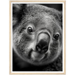 Load image into Gallery viewer, Koala&#39;s Close-Up Photograph Wall Art Print