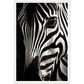 Close-up Zebra Photograph Wall Art Print