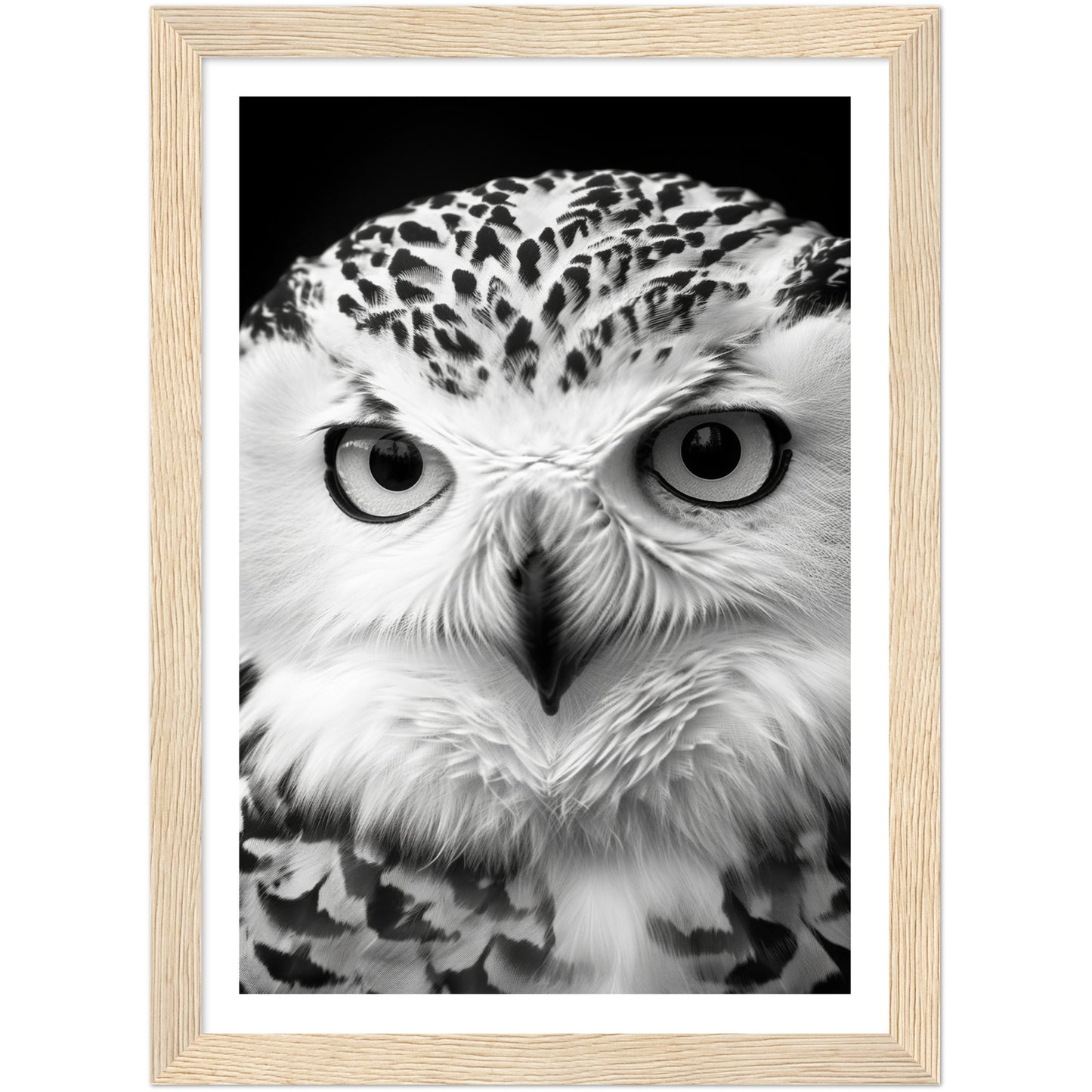 Snowy Owl Gaze Photography