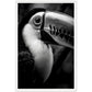 Toucan's Gaze Photograph Wall Art Print