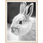 Load image into Gallery viewer, Arctic Hare Photo Portrait Wall Art Print