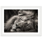 Regal Rest - Serene Sleeping Lion Photography