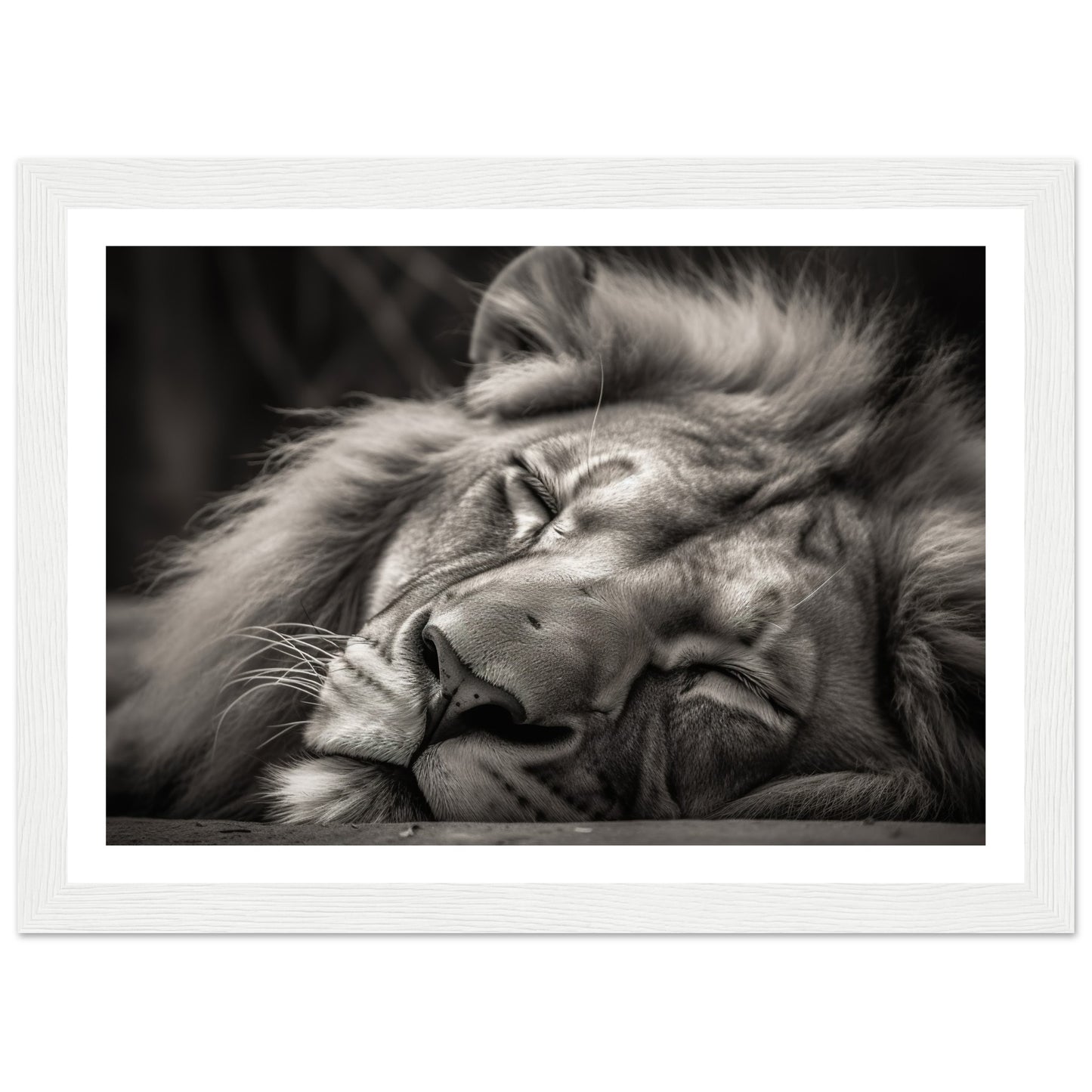 Regal Rest - Serene Sleeping Lion Photography