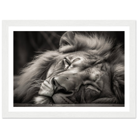 Regal Rest - Serene Sleeping Lion Photography