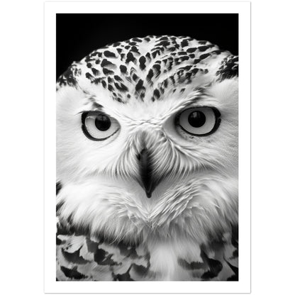 Snowy Owl Gaze Photography