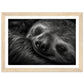 Sleeping Sloth Photograph Wall Art Print